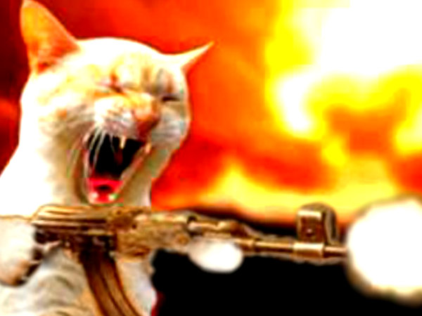 war kitteh